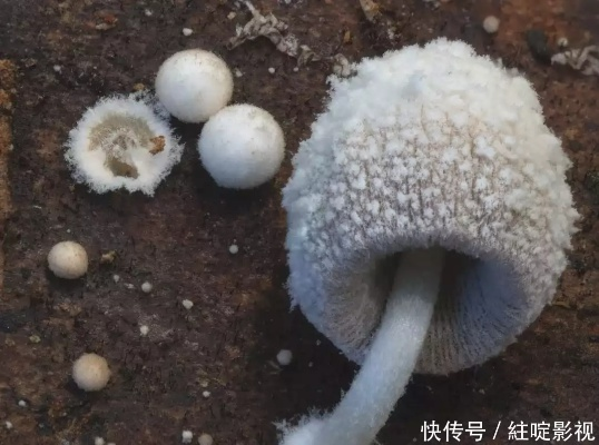 真菌世界3周从新手到大佬,老玩家压箱底的5个隐藏操作,90%的人都不知道 真菌世界3周从新手到大佬,老玩家压箱底的5个隐藏操作,90%的人都不知道