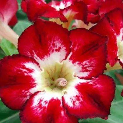 《红色沙漠》试玩版调整中，全新体验即将解锁