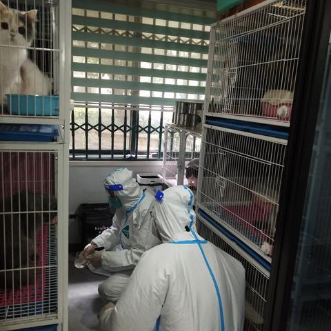 猫咪风水助力牌运翻倍，特惠价22.49元，转运神器抢购中！