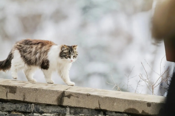长城猫爆红海外引游客沉迷，视频走红展现中国魅力