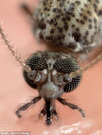 日厂神作傲视海外：蝇头小利视若珍宝