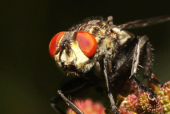 日厂神作傲视海外：蝇头小利视若珍宝