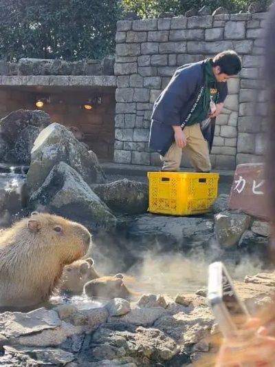 卡皮巴拉泡澡大赛，冠军泡浴超2小时刷新纪录