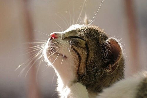 樱井政博心爱猫咪离世清晨，手痕见证深情告别