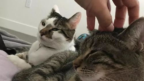 樱井政博心爱猫咪离世清晨，手痕见证深情告别