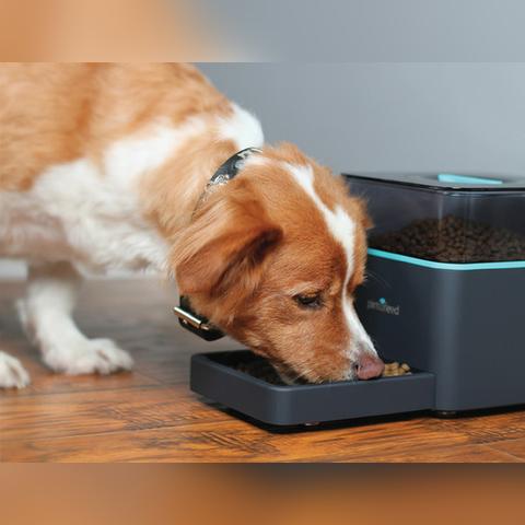 中国养宠热潮席卷,1.26亿猫狗驱动三大宠物家电热销狂潮 中国养宠热潮席卷,1.26亿猫狗驱动三大宠物家电热销狂潮