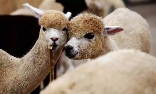 大羊驼隐藏机制实测，2024MC羊驼驯服繁殖与战力新解