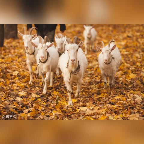 羊了个羊通关技巧绝密，第二关破解的底层逻辑与道具黄金法则