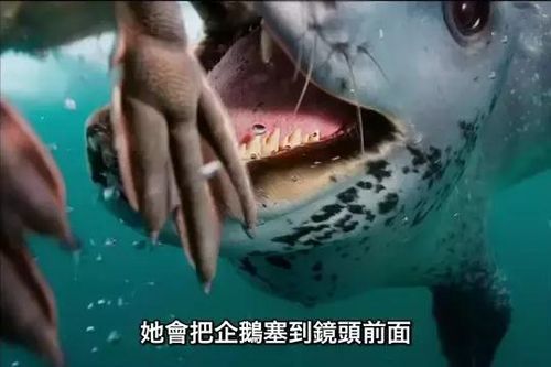 捕食者类型全解析，2024顶级掠食者强度榜与冷门逆袭套路揭秘