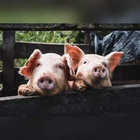 女子用猪食当洗洁精火了？化学师拆解真相并推荐5种安全配方