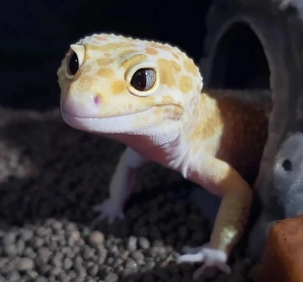 新手养守宫总失败？2025豹纹守宫饲养实战指南，从选种到繁殖的7个核心门道