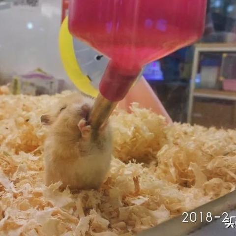 新春狂欢！史低折扣《呓语小镇》好评如潮，多语言支持全新上线，体验极致魅力！