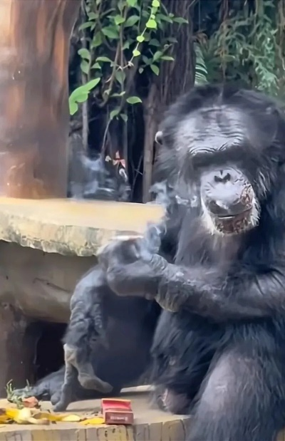 当猩猩学会吐烟圈，动物园安防盲区、游客心理与灵长类动物福利危机全解析