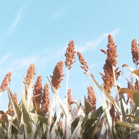 暖摄影调不出电影感？2025黄金时刻参数+3步后期全攻略