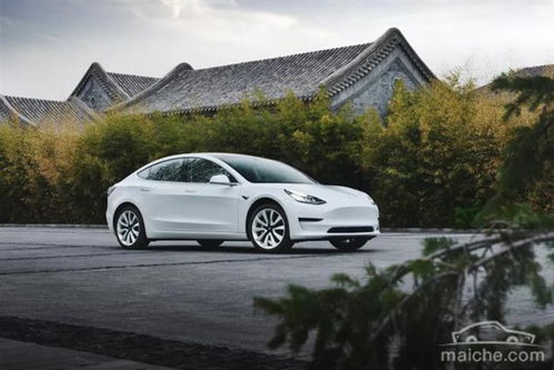 特斯拉Model Y提车5小时遇惊魂，狗吓坏修车费1.7万，安全升级成新宠