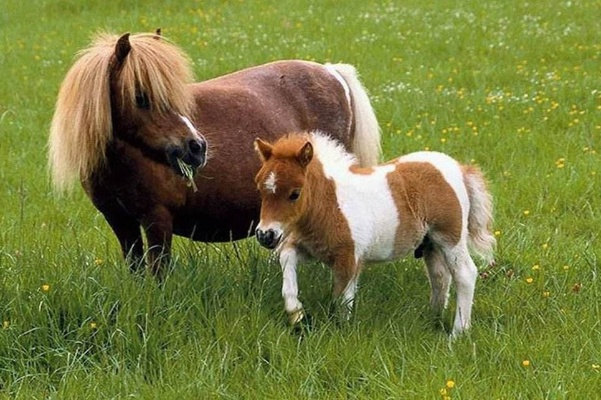 马年爆款萌宠矮马：娇小身姿，价值非凡，最高售价突破10万