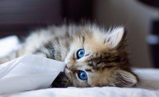 猫猫音乐俱乐部怎么玩？2025年最新节奏判定机制与SSR猫咪获取秘籍