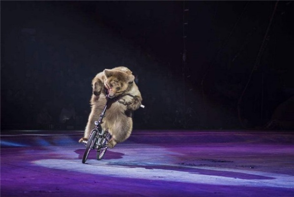 马年新春贺：祝您喜提秀发，马戏盛宴提前享