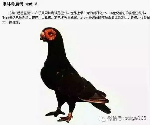 毕业展巨大鸽鸽爆火，男人对巨物的爱藏不住了！