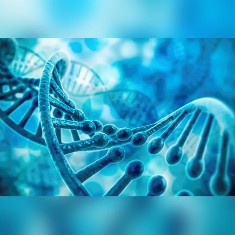 QQ飞车宠物进化表2025最新版，稀有宠物进化路线全解析