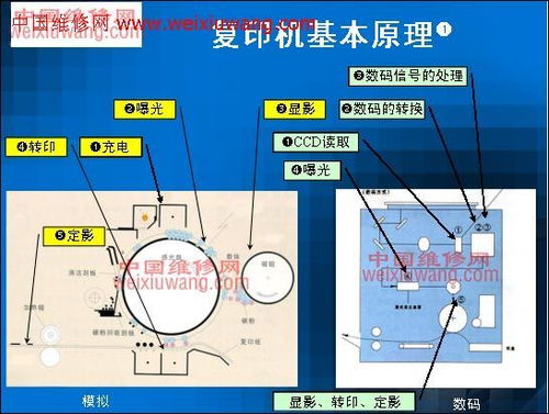 五行草哪里刷最快？2025年最新高产地圖與隱藏機制全解