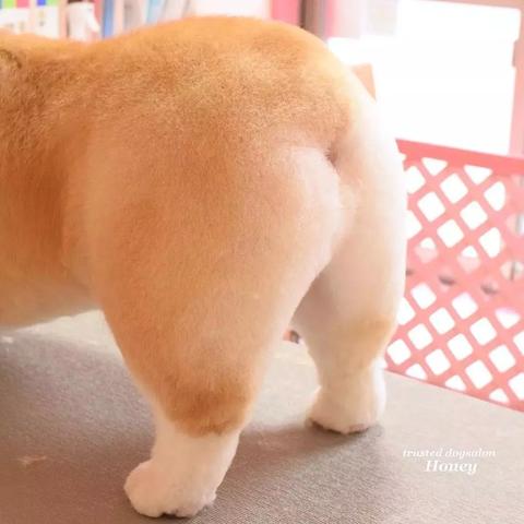 听说,你们家游戏的“主理人”,是一只狗? 听说,你们家游戏的“主理人”,是一只狗?