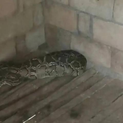 秘密潜入2中文版下载终极指南，2025年实测可用的5个安全通道与兼容性修复方案