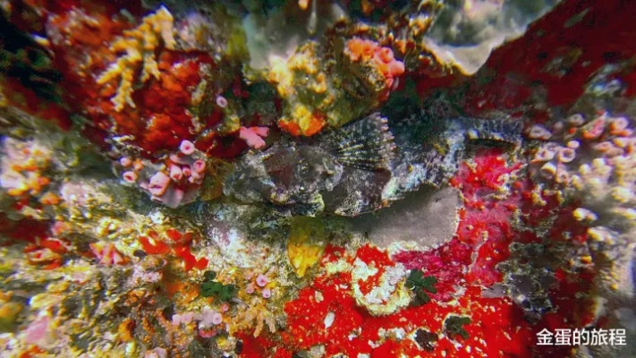 五彩珊瑚碎片15分钟速刷200个？2025隐藏点位与价值崩盘真相