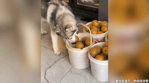 茶水铺狗子累到不想营业?2025最新疲劳机制破解+效率最大化实战指南 茶水铺狗子累到不想营业?2025最新疲劳机制破解+效率最大化实战指南