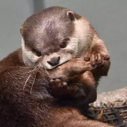 比亚迪K-Car海獭内饰官图曝光！这款专供日本售价11万的车长啥样？