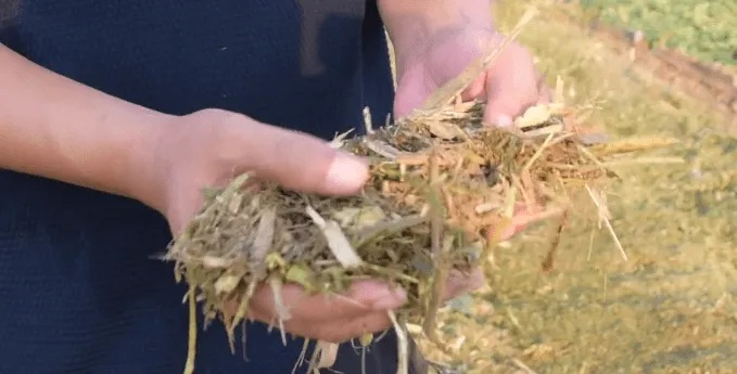 为什么你的夏斯卡格草总枯萎？3大种植误区与2025高产地全图解