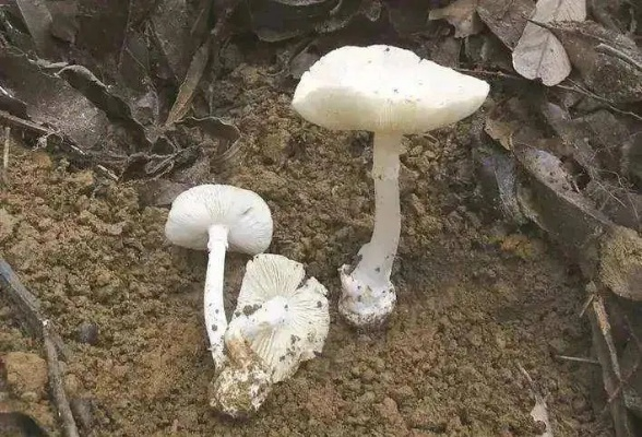 吃菌中毒看见猫咪结婚？野生菌幻觉全解析与保命手册