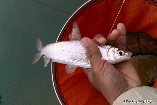 斑点黄尾鱼食谱隐藏机制，3条冷门钓点与暴击增益实测数据