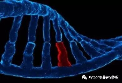 类型基因,从RTS到RTT的隐秘进化 类型基因,从RTS到RTT的隐秘进化