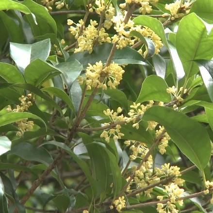 2025云随风动技术突围，开放世界天气系统3大实战算法与性能优化全解