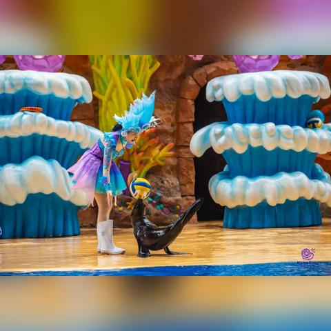 海狮商场表演暴走顾客尖叫逃离？2025年最新应急处理全攻略与责任划分