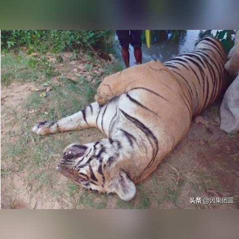 泰国清迈12天内72只老虎死亡，食物中毒与故意投毒可能性已被排除