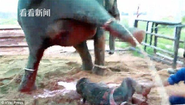 泰一公象相亲被催急眼，怒踩主人致其肺部撕裂