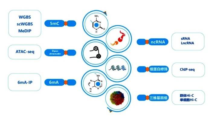 客户端类型决定问题基因