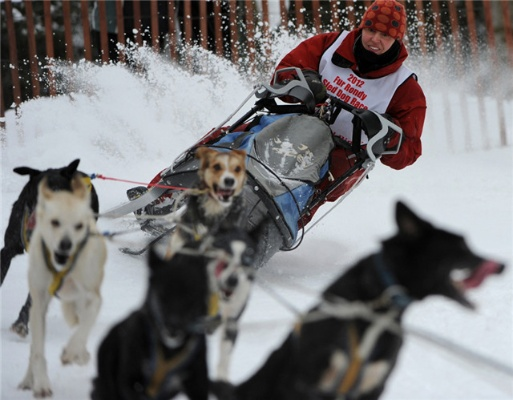 2026年冬季必试！宠物雪橇入门避坑全指南，从犬种匹配到装备实测