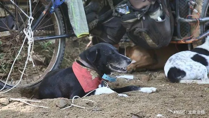 长途跋涉十几个小时,小狗累成狗,面相都变样了! 长途跋涉十几个小时,小狗累成狗,面相都变样了!