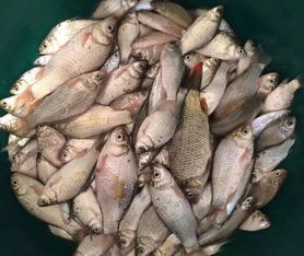 22磅鲶鱼钓获即处理？老饕私藏的锁鲜烹饪与实战选点攻略