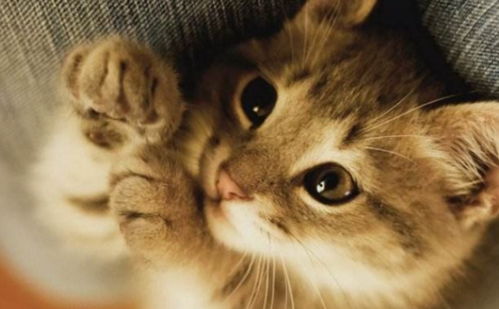 为喵喵的结合中国玩家征集猫名，网友热捧哈基米疯狂刷屏！