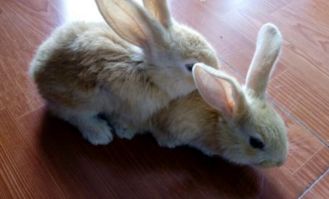 三类兔脚的真实差异与识别误区