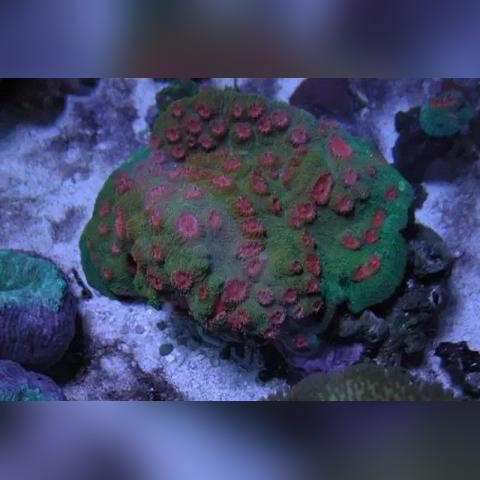 生化9显卡帧数实测,光追、DLSS等多条件下表现大对比 生化9显卡帧数实测,光追、DLSS等多条件下表现大对比