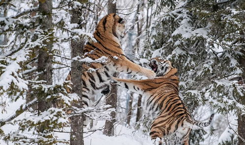 哈尔滨300多只东北虎面临口粮难题，真要开启轻断食模式了！