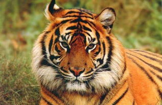 愁坏了！哈尔滨300多只东北虎面临食物难题，即将开启轻断食