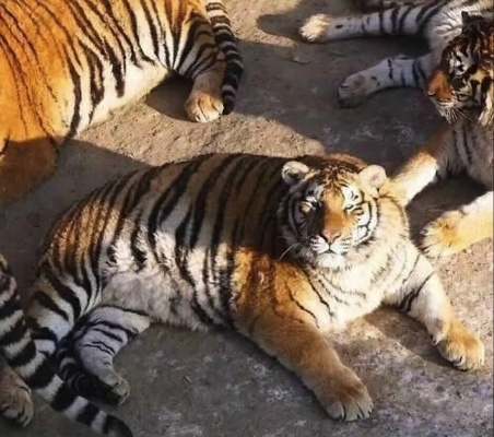 发愁！哈尔滨300多只东北虎因吃太撑将开启轻断食模式