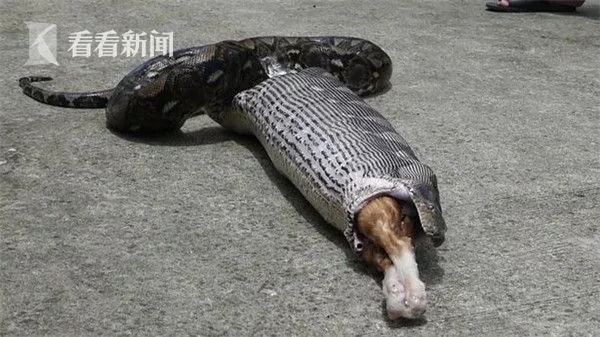 巴厘岛暴雨后，近5米长巨蟒现身居民区，这场景太惊悚！