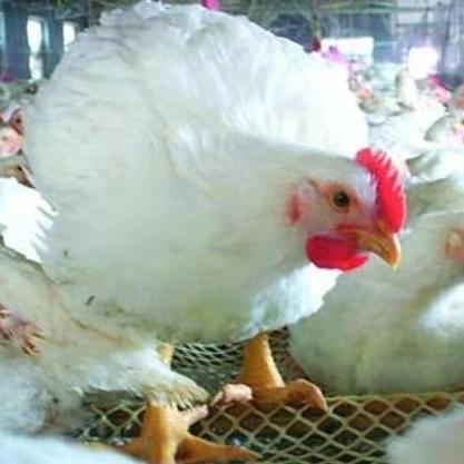 打脸萨2025环境破局,高胜率构筑与对局决策全案 打脸萨2025环境破局,高胜率构筑与对局决策全案